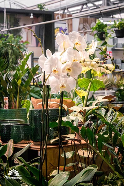 Phalaenopsis blanches 003